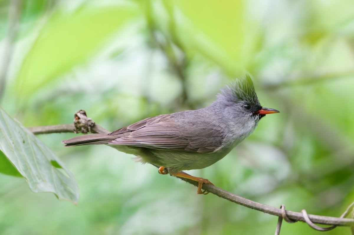 黑颏凤鹛 (Yuhina nigrimenta)