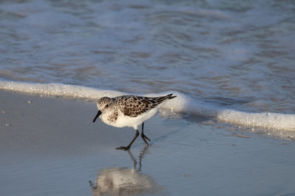 Sanderling (Calidris alba)