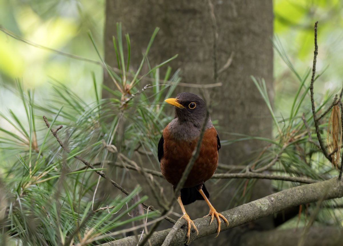 Chestnut Thrush (Turdus rubrocanus)