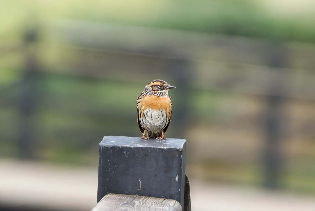 Rufous-breasted Accentor (Prunella strophiata)