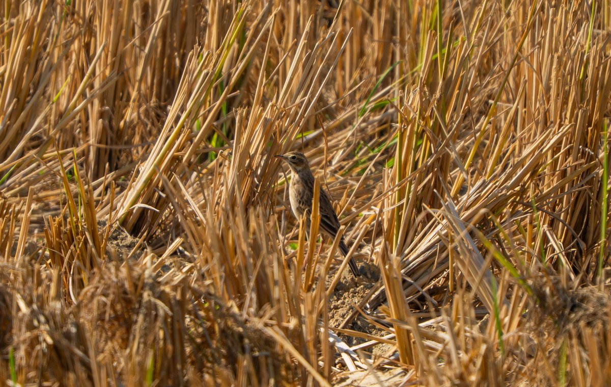 田鹨 (Anthus richardi)