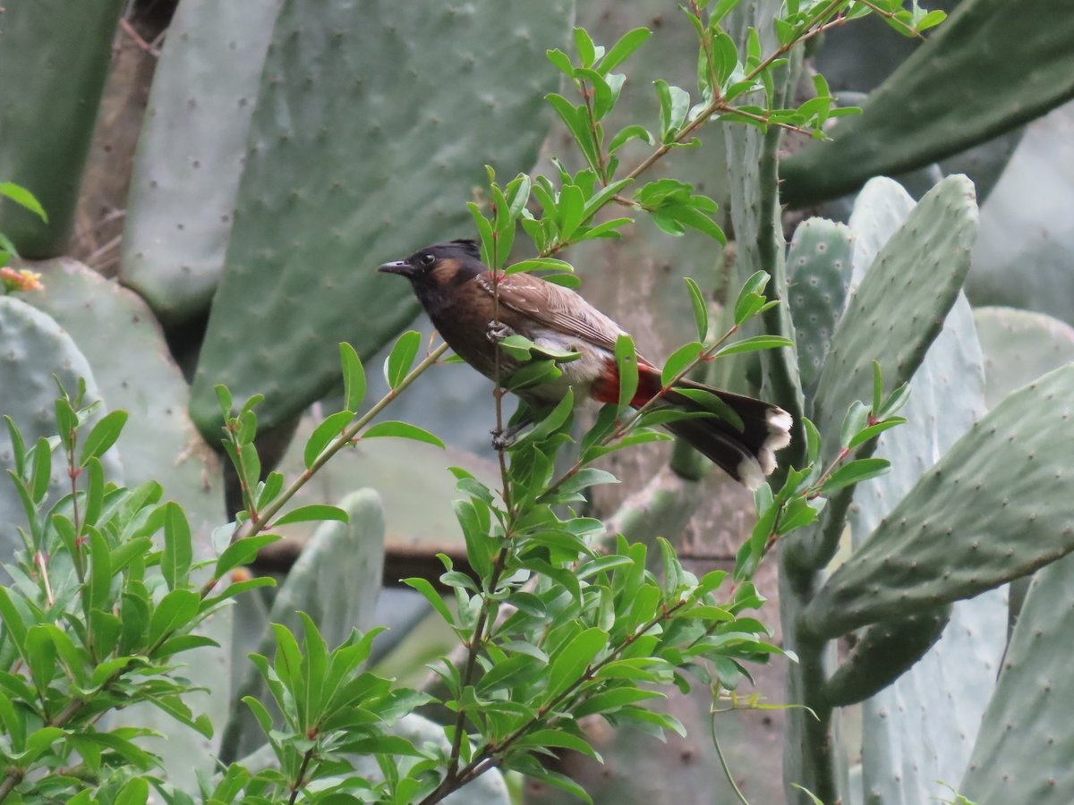 黑喉红臀鹎 (Pycnonotus cafer)