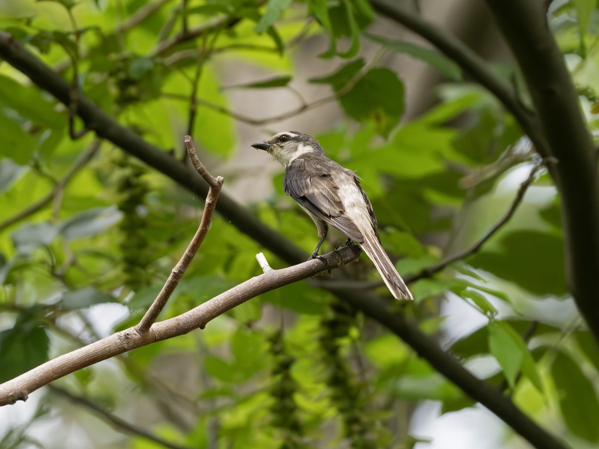 Swinhoe's Minivet (Pericrocotus cantonensis)