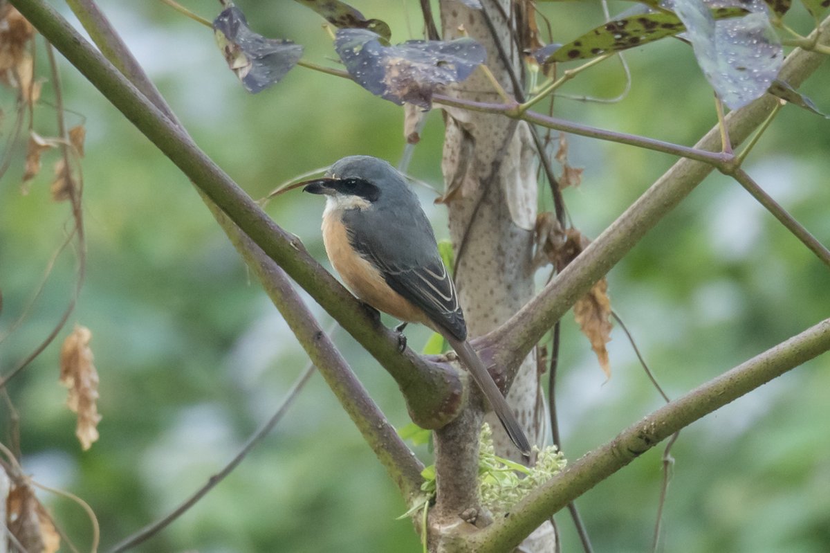 Grey-backed Shrike (Lanius tephronotus)