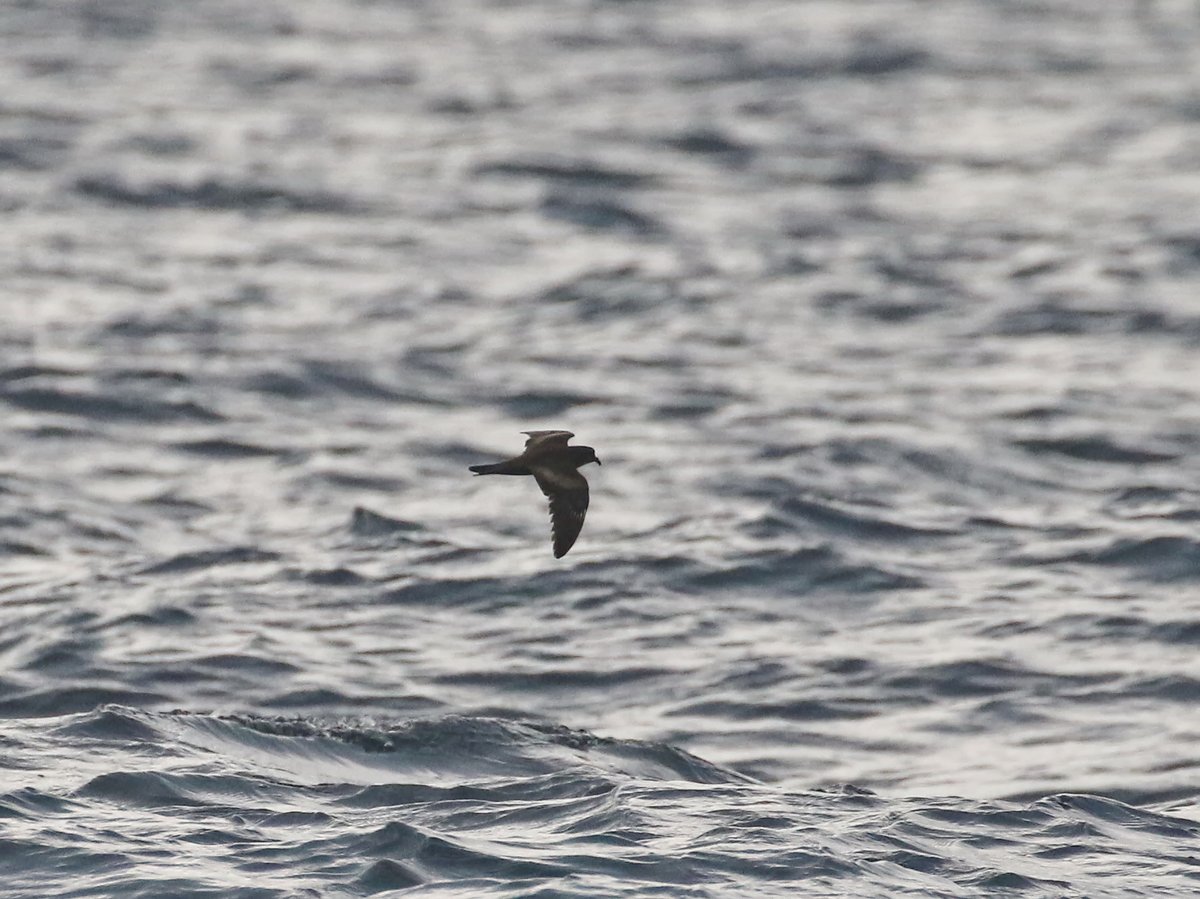 黑叉尾海燕 (Hydrobates monorhis)