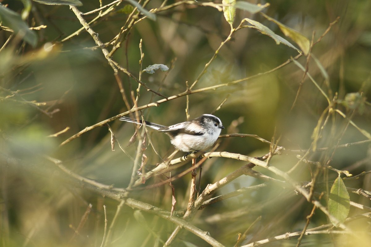 北长尾山雀 (Aegithalos caudatus)