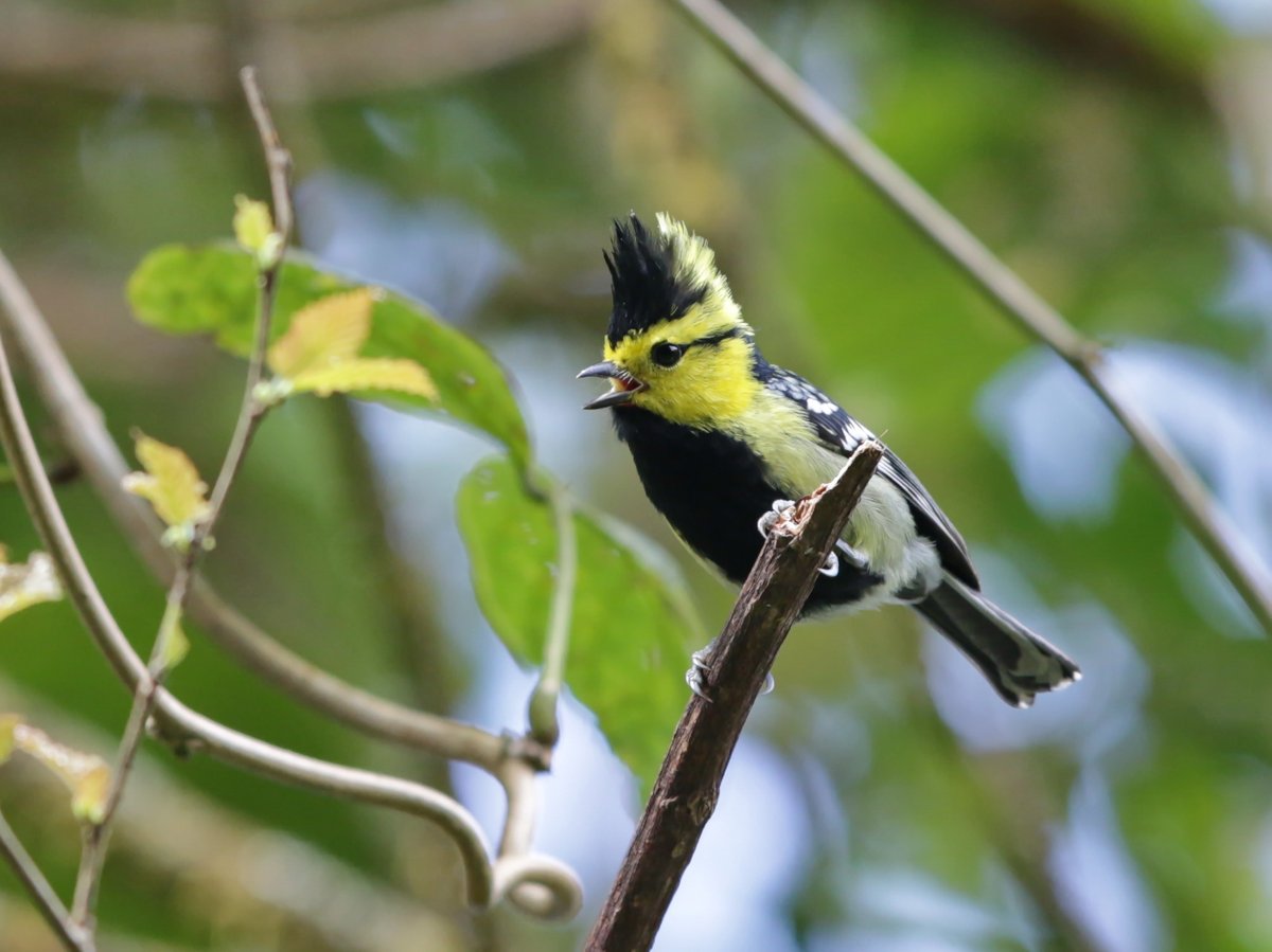 Yellow-cheeked Tit (Machlolophus spilonotus)