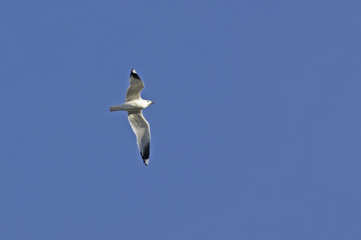 Common Gull (Larus canus)