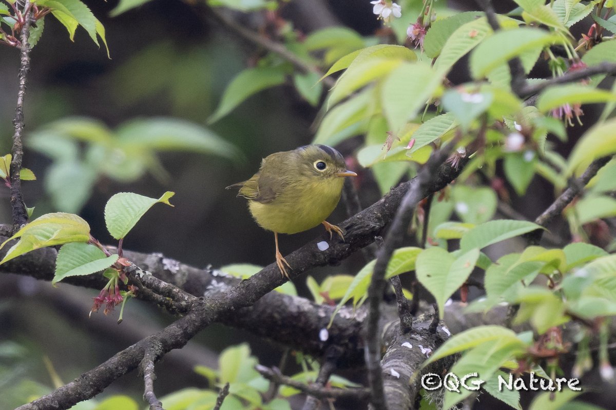 Bianchi's Warbler (Phylloscopus valentini)