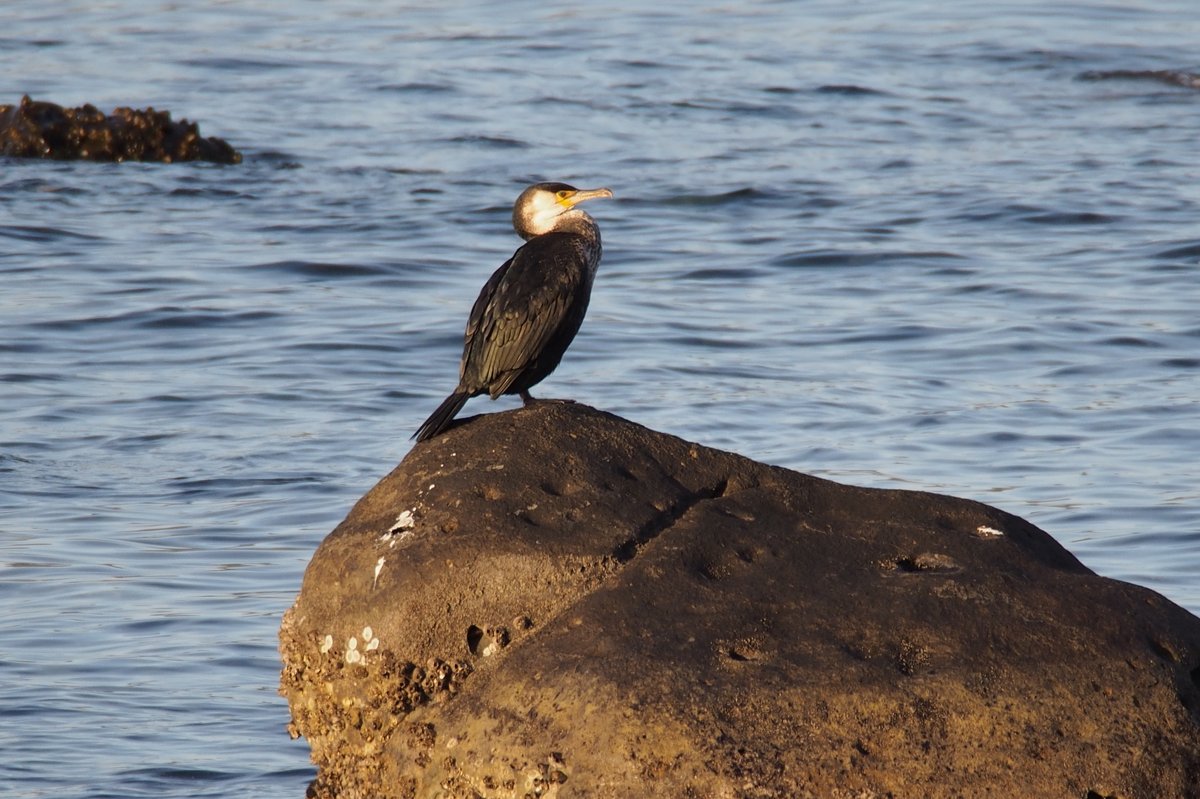 绿背鸬鹚 (Phalacrocorax capillatus)
