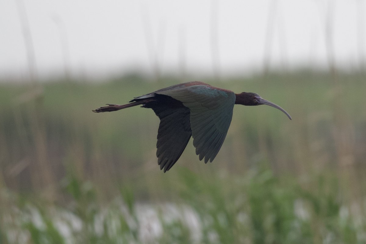 彩鹮 (Plegadis falcinellus)