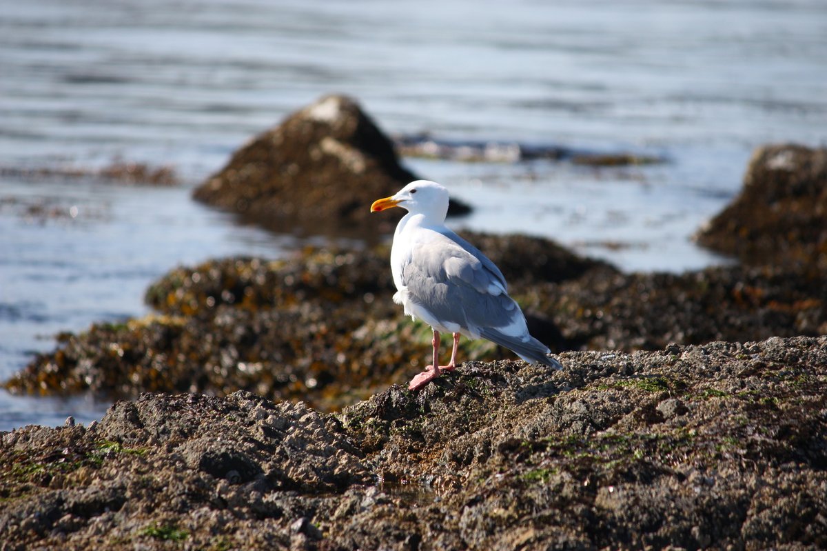 Glaucous-winged Gull (Larus glaucescens)