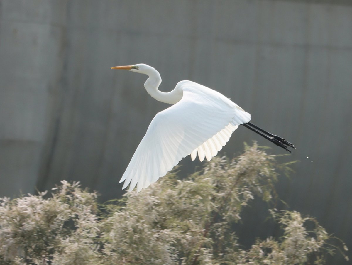 大白鹭 (Ardea alba)