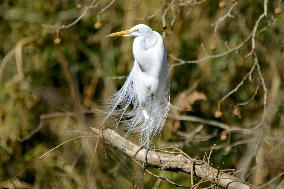 大白鹭 (Ardea alba)