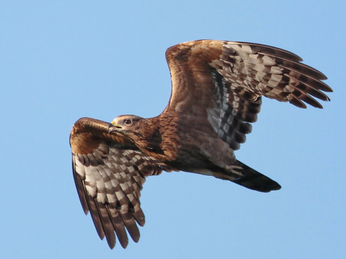 Crested Honey Buzzard (Pernis ptilorhynchus)