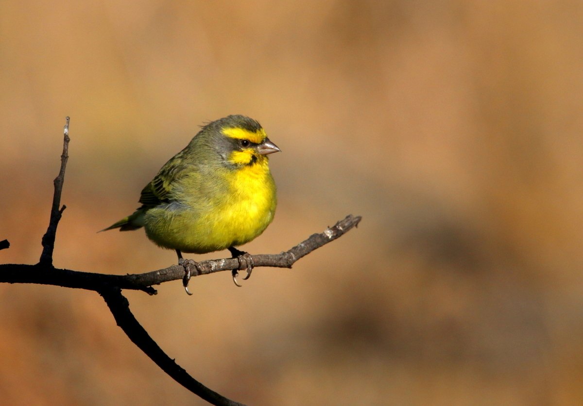 Yellow-fronted Canary (Crithagra mozambica)