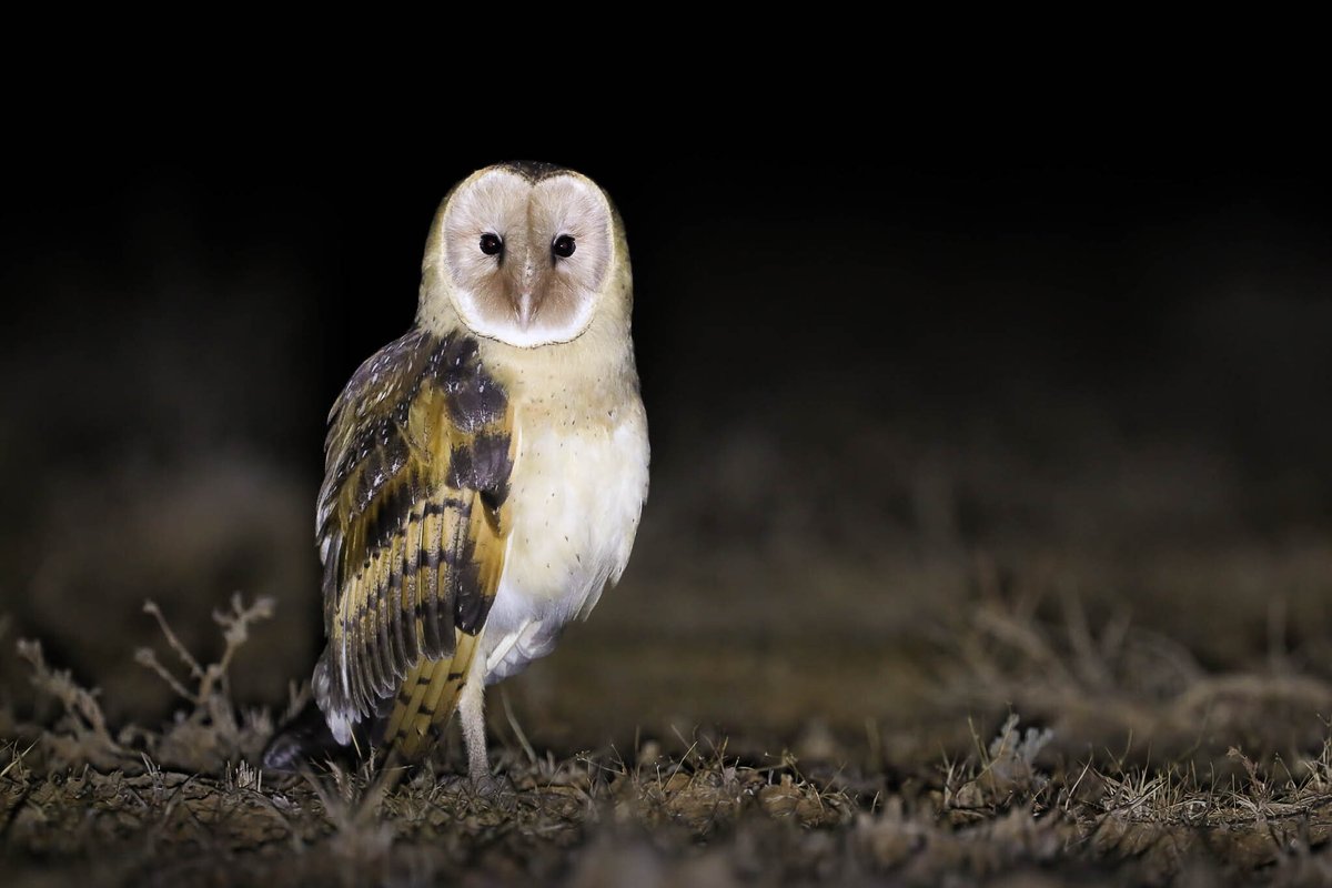 Eastern Grass Owl (Tyto longimembris)