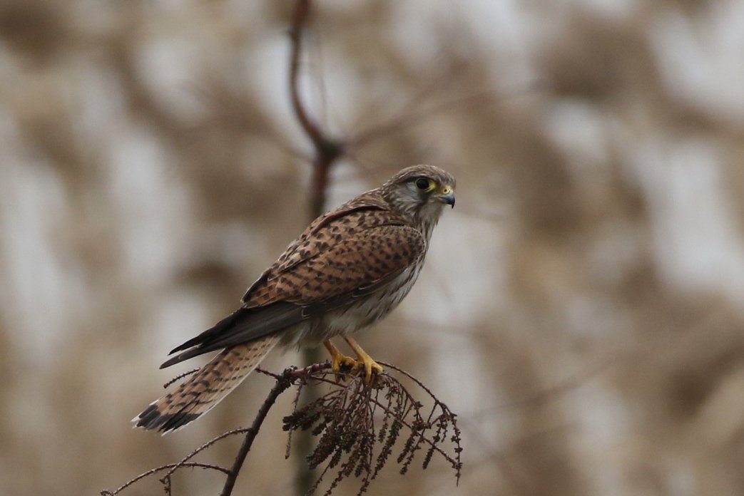 红隼 (Falco tinnunculus)