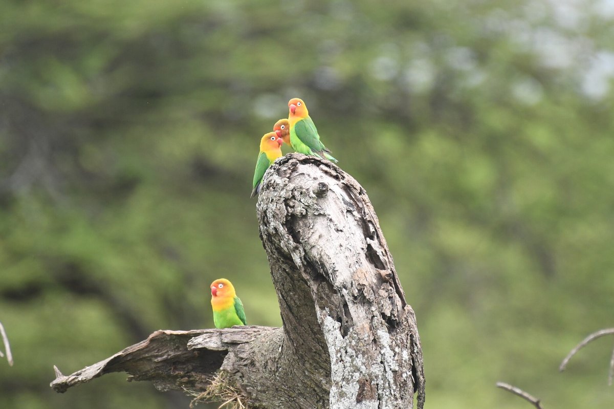 费沙氏情侣鹦鹉 (Agapornis fischeri)
