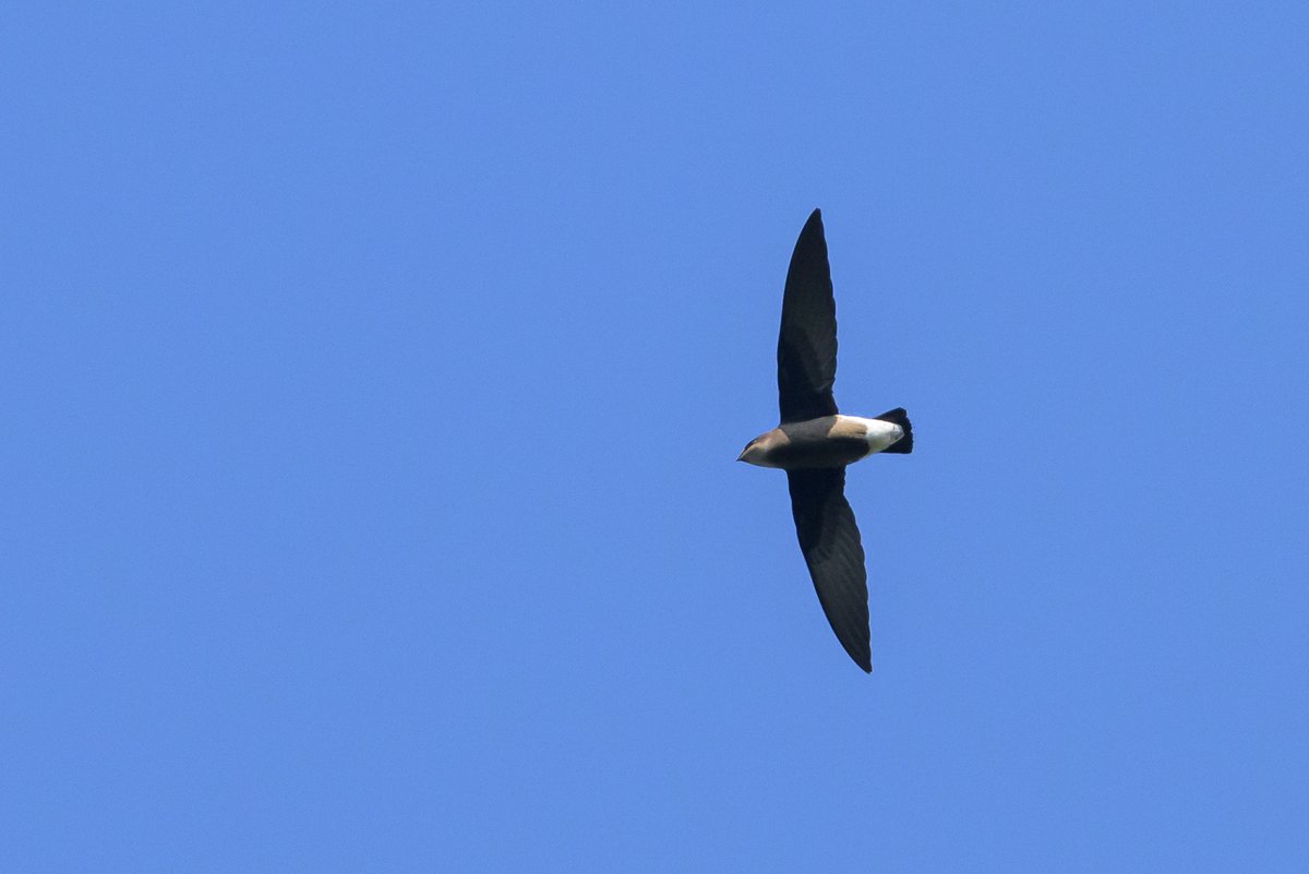 White-throated Needletail (Hirundapus caudacutus)