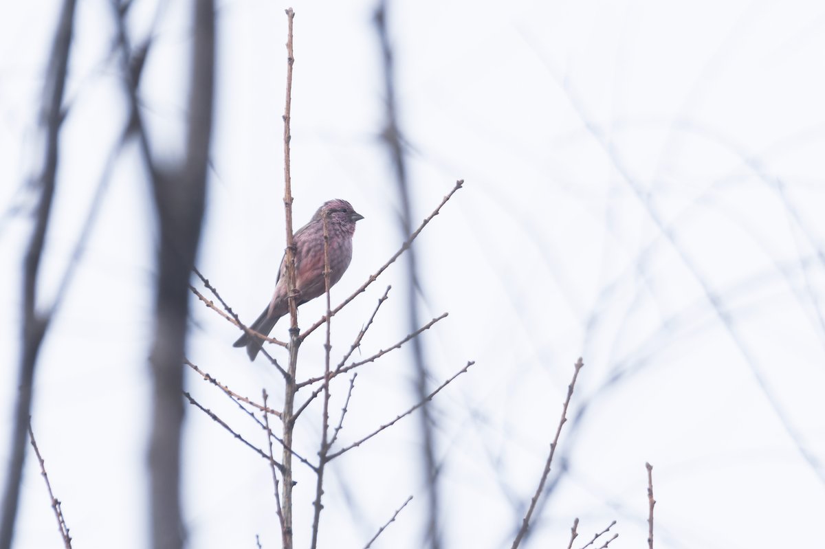 中华朱雀 (Carpodacus davidianus)