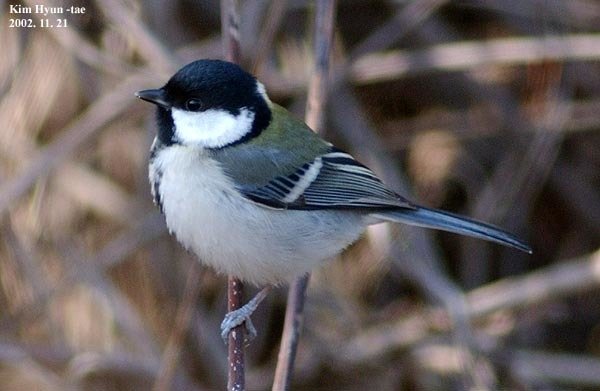 Cinereous Tit (Parus cinereus)
