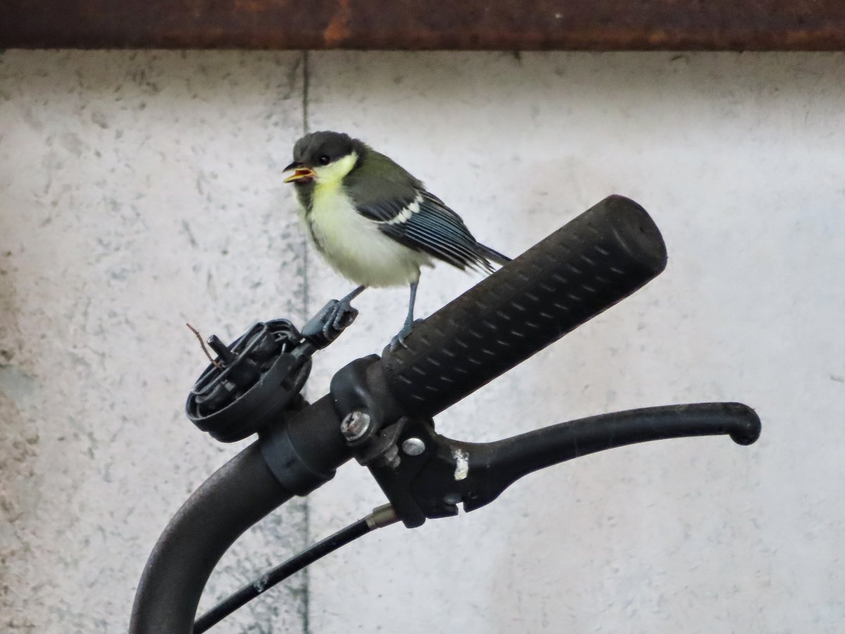Cinereous Tit (Parus cinereus)