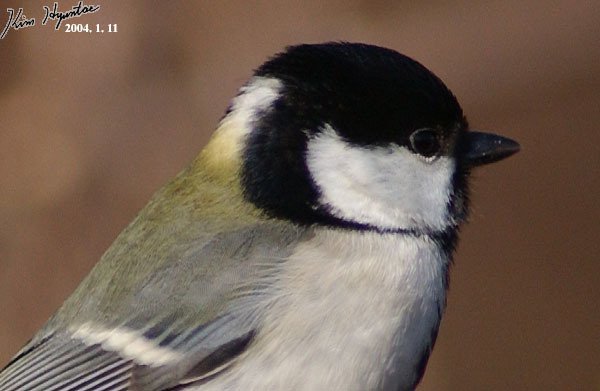 Cinereous Tit (Parus cinereus)