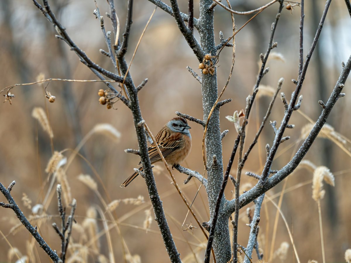 Godlewski's Bunting (Emberiza godlewskii)