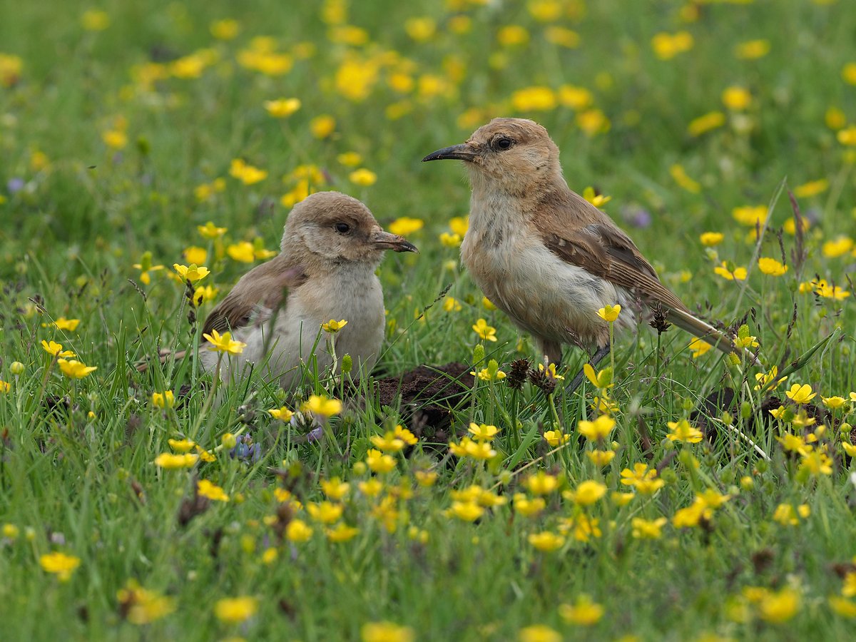 地山雀 (Pseudopodoces humilis)