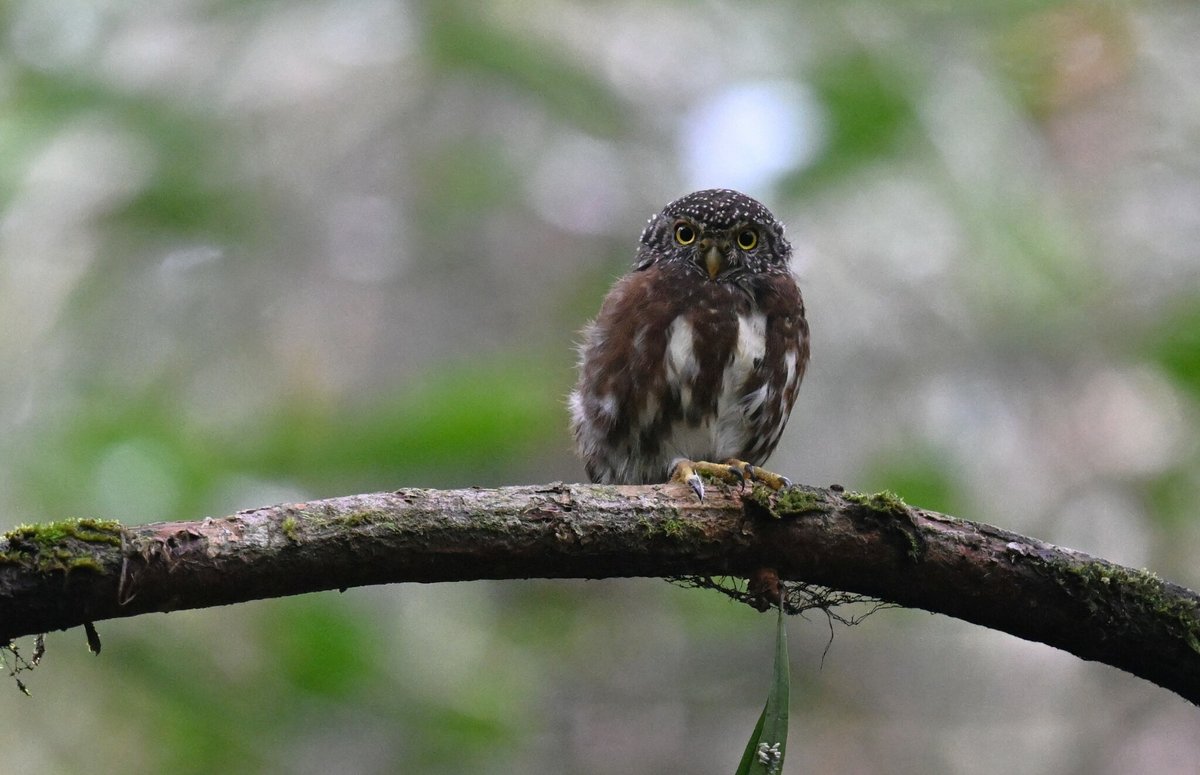 Collared Owlet (Taenioptynx brodiei)
