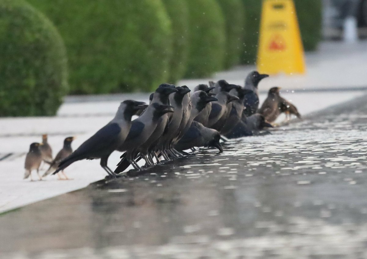 家鸦 (Corvus splendens)