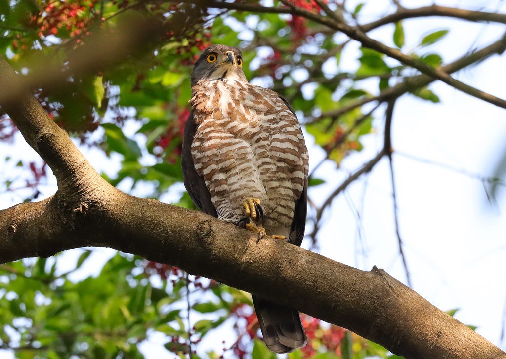 凤头鹰 (Lophospiza trivirgata)