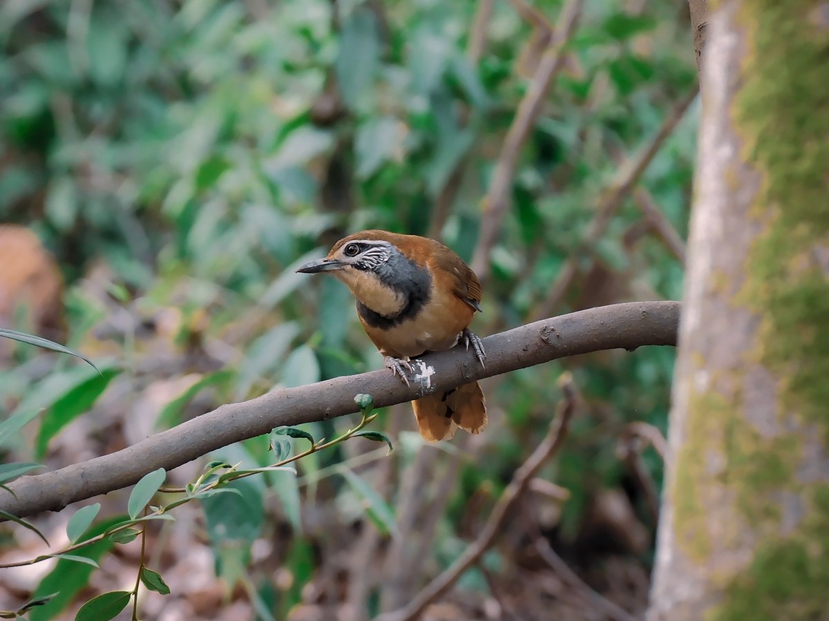 Greater Necklaced Laughingthrush (Pterorhinus pectoralis)