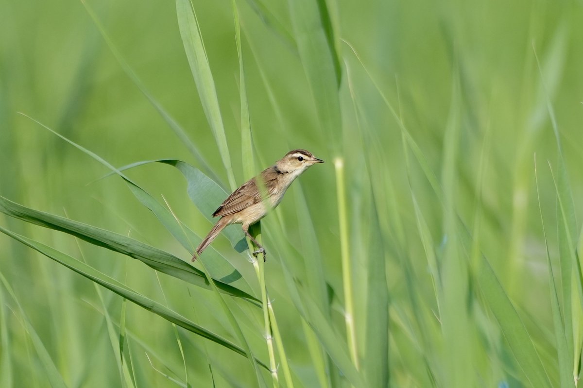 黑眉苇莺 (Acrocephalus bistrigiceps)