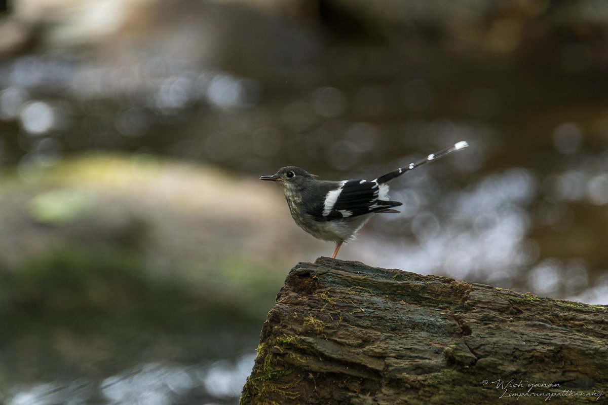 Slaty-backed Forktail (Enicurus schistaceus)