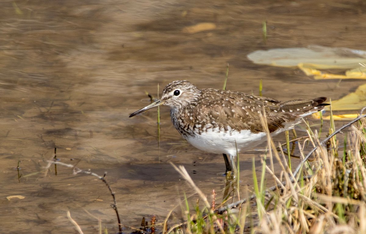白腰草鹬 (Tringa ochropus)