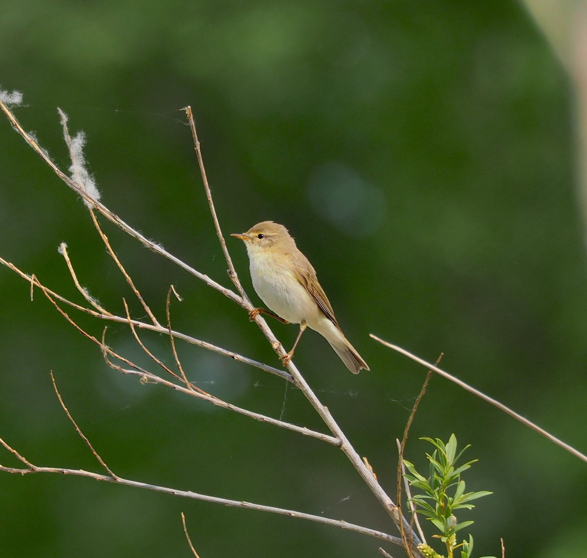 Willow Warbler (Phylloscopus trochilus)