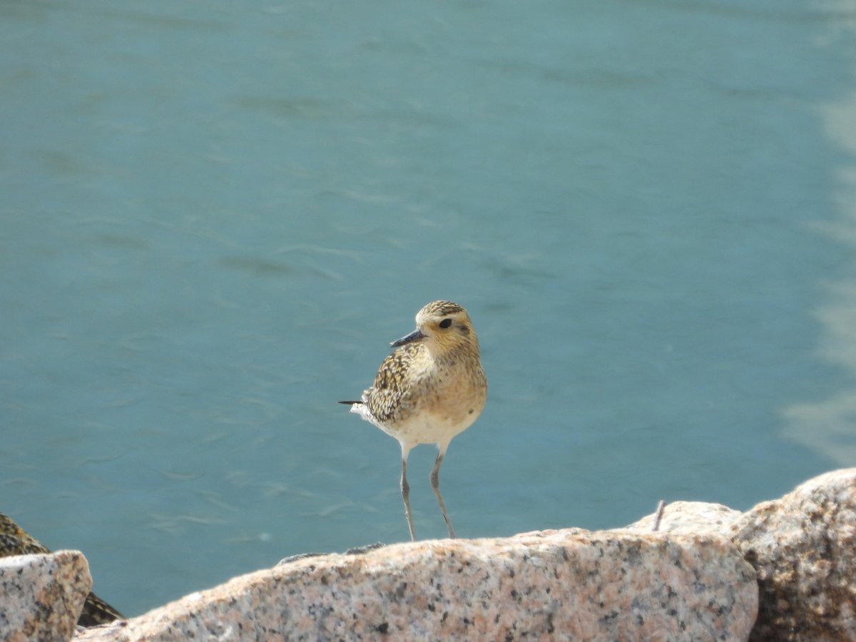 Pacific Golden Plover (Pluvialis fulva)