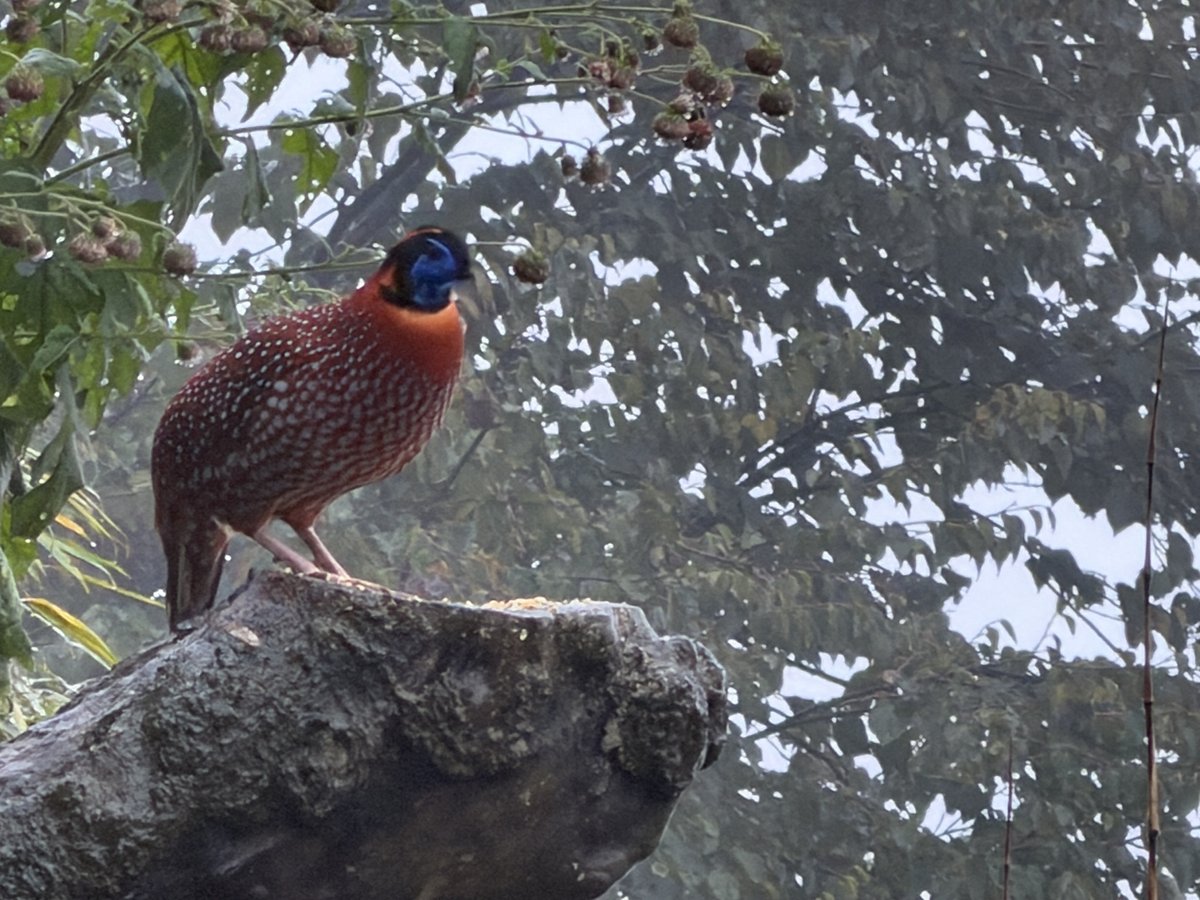 红腹角雉 (Tragopan temminckii)