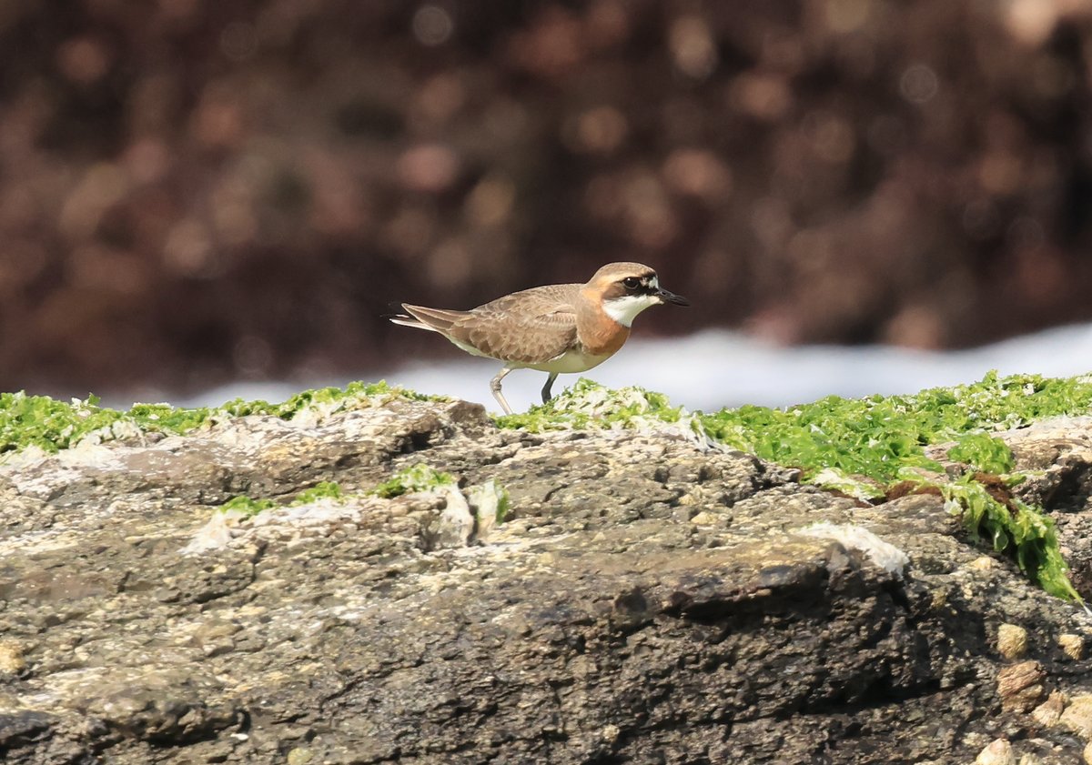 Greater Sand Plover (Anarhynchus leschenaultii)