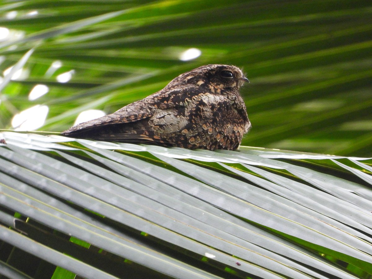 Grey Nightjar (Caprimulgus jotaka)