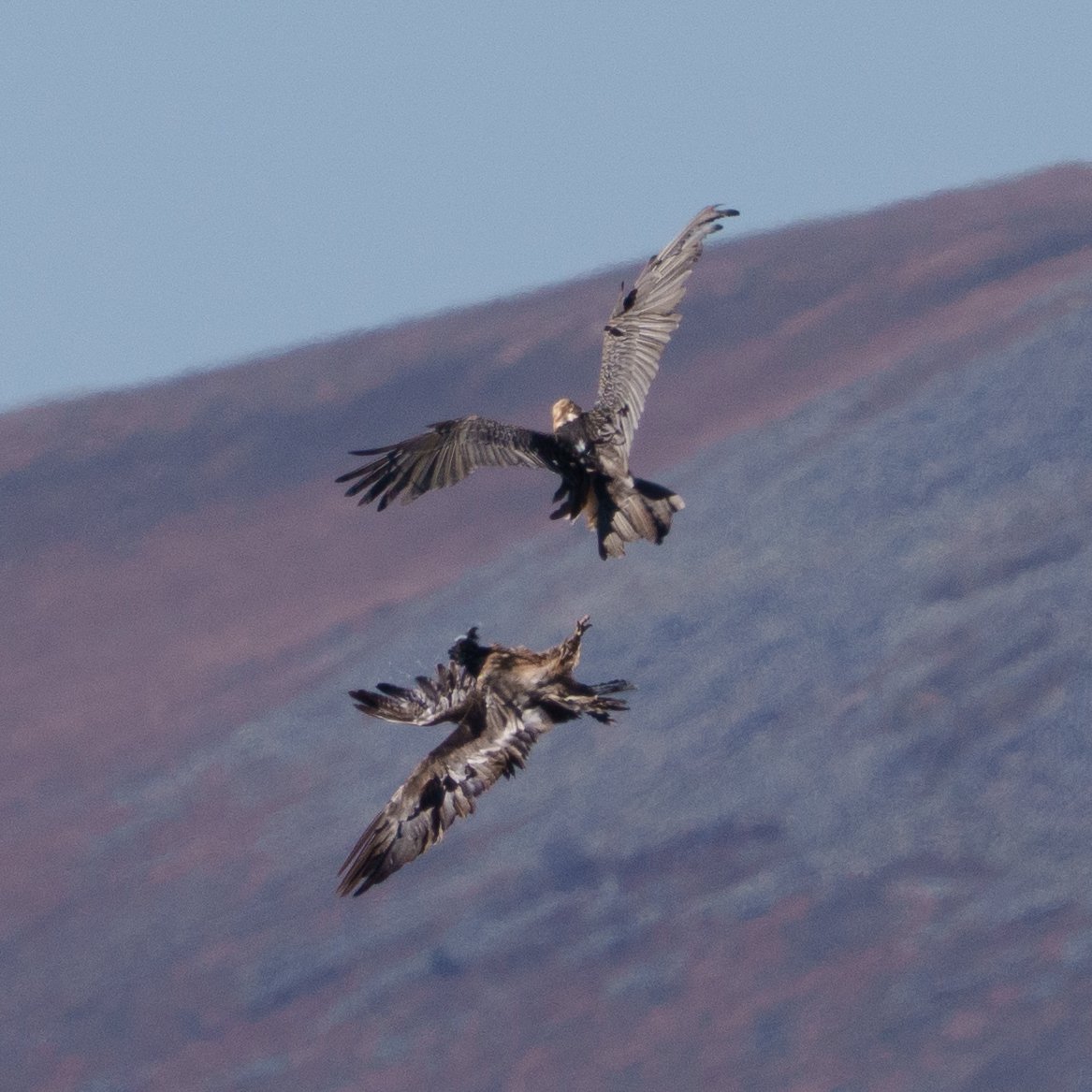 Bearded Vulture (Gypaetus barbatus)