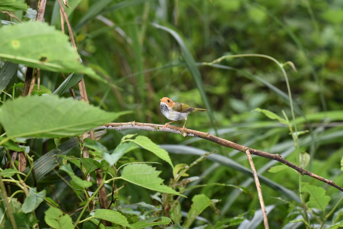 棕脸鹟莺 (Abroscopus albogularis)