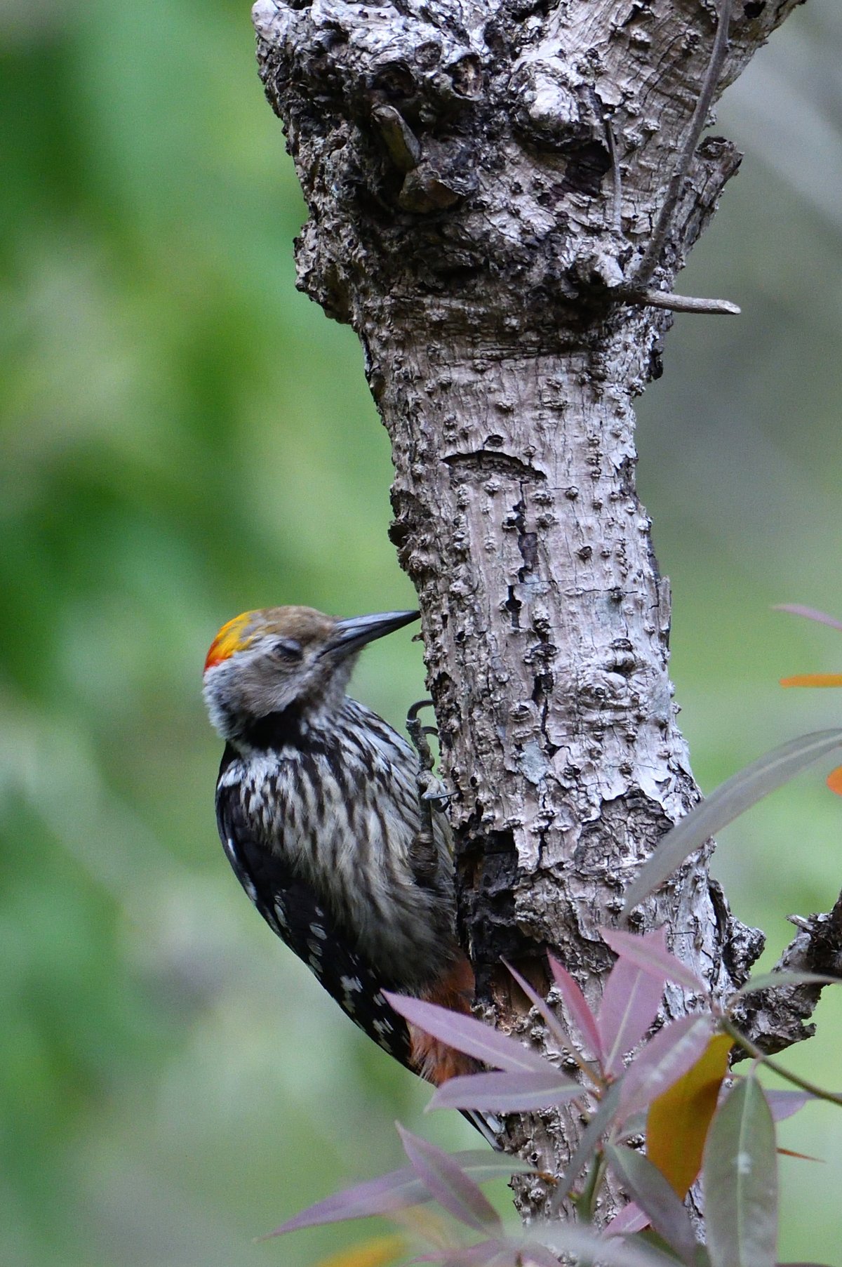 Brown-fronted Woodpecker (Dendrocoptes auriceps)