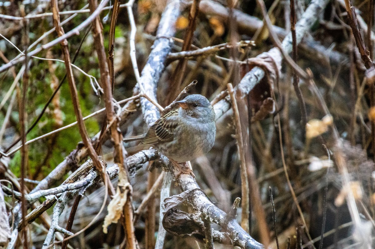 灰鹀 (Emberiza variabilis)
