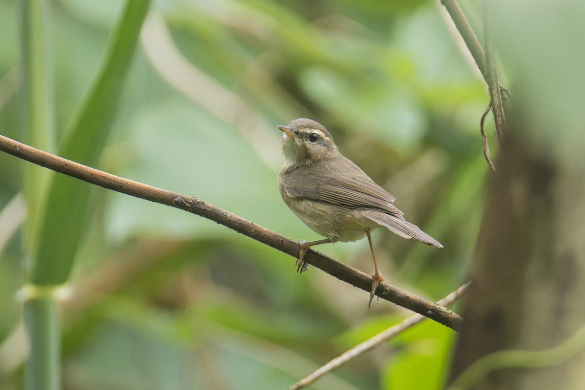 Dusky Warbler (Phylloscopus fuscatus)