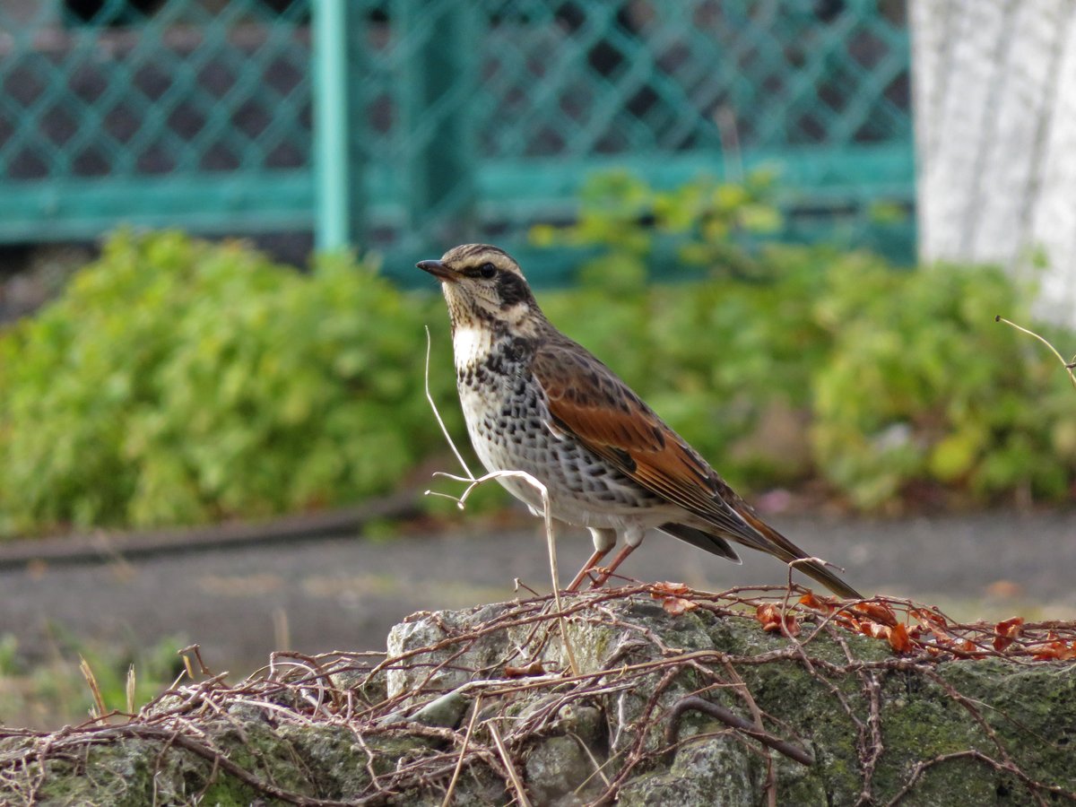 斑鸫 (Turdus eunomus)