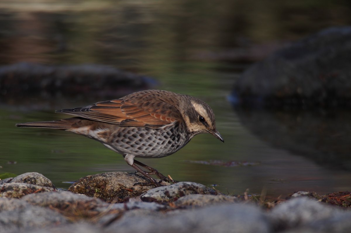 斑鸫 (Turdus eunomus)