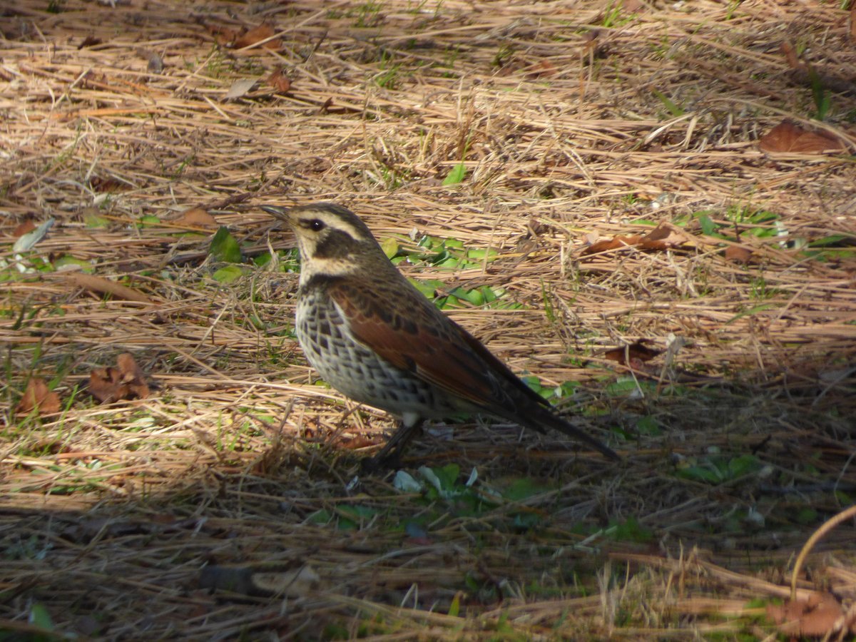 斑鸫 (Turdus eunomus)